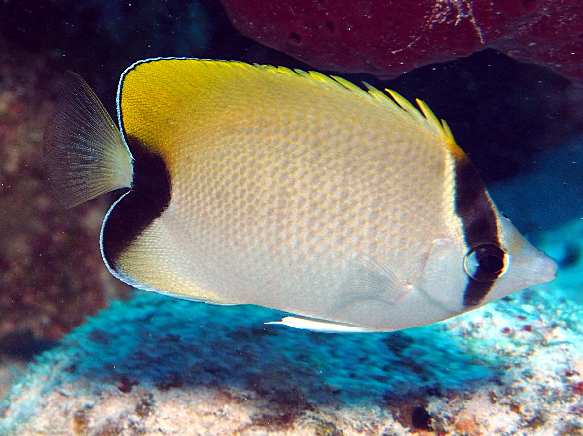 Reef Butterflyfish